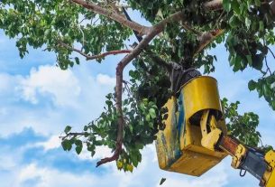 Tree Service Specialists for Every Property Size