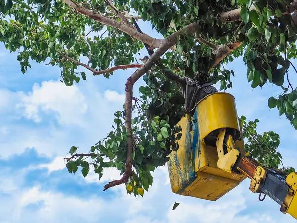Tree Service Specialists for Every Property Size