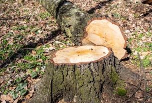Trusted Tree Service Madison for Efficient Tree Removal