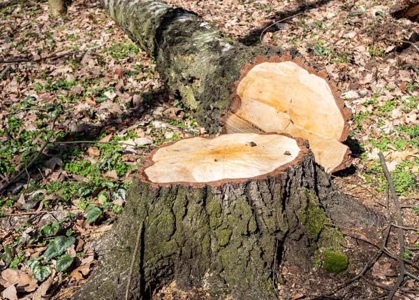 Trusted Tree Service Madison for Efficient Tree Removal