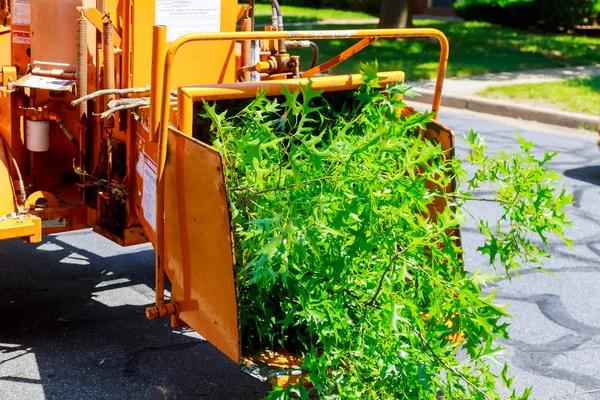 Safe Tree Removal Service for Large and Hazardous Trees